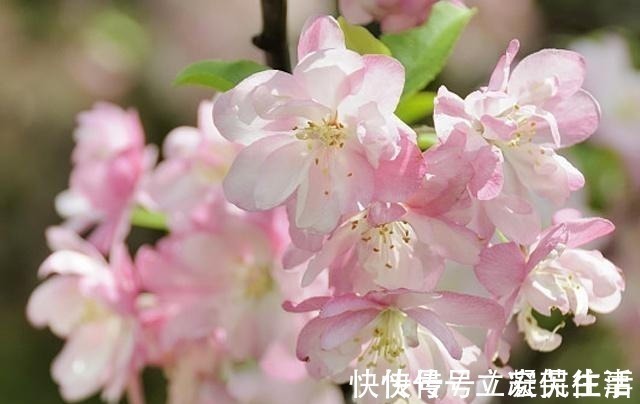 海棠依旧#宋人笔下的风如何?这2首宋词告诉你,忍不住不看的美!