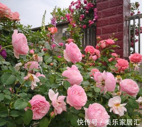 月季盆栽,做好这4步,开花整齐,株型好