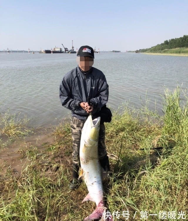 路亚|此鱼的力气比牛还大，常常被人们称之为“水中的鱼霸”