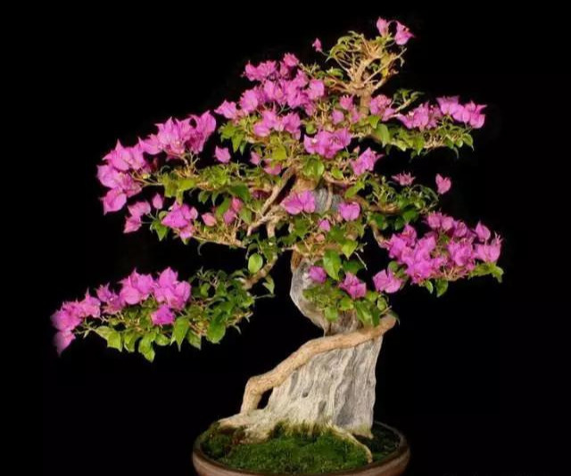 盆景|三角梅养成盆景又美又飒，爬成花墙热情浪漫，爆花成球秘诀在这