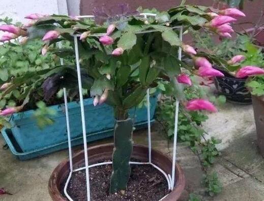 蟹爪兰|蟹爪兰与2种植物“天生一对”,嫁接6层塔,一次开花200朵