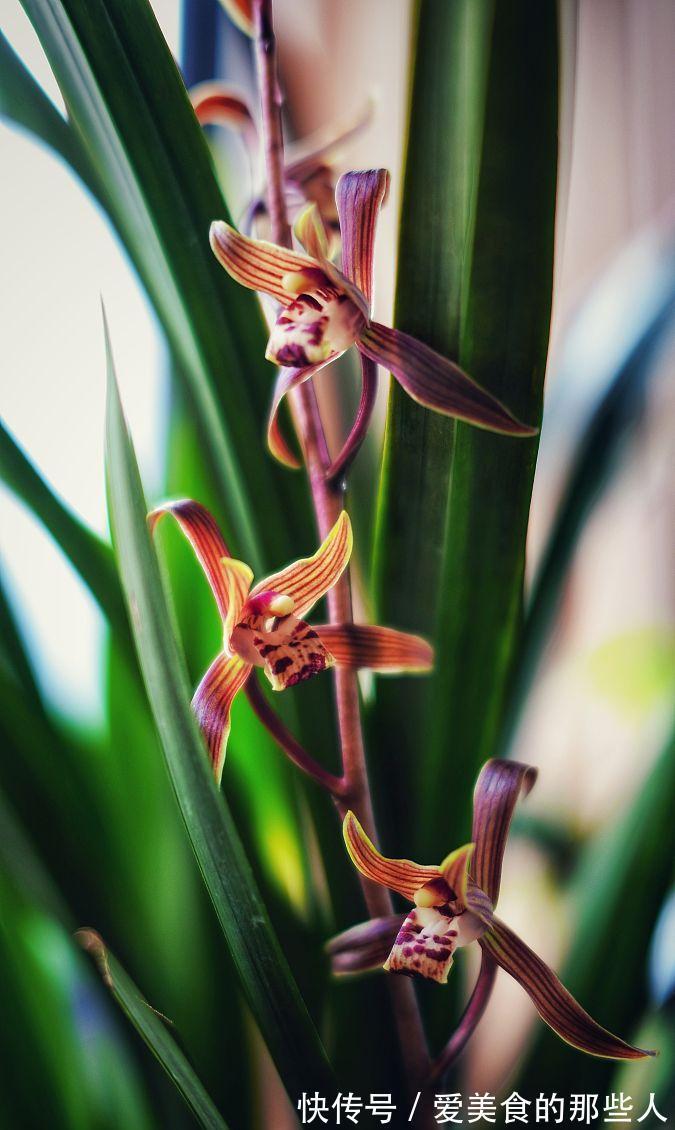 冬季养墨兰,做好4要素,开花满室香,花期长达几个月