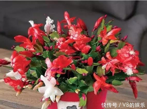 几种很耐寒的花,在冬天依旧开花美艳