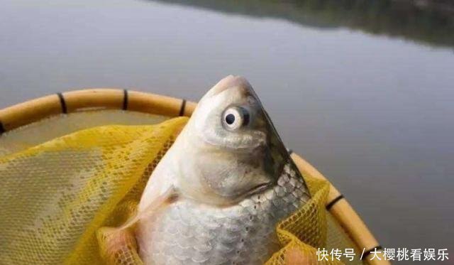 动物蛋白|这东西常人难以接受,却是很不错的钓鱼饵料,钓鲫鱼鲤鱼效果绝佳