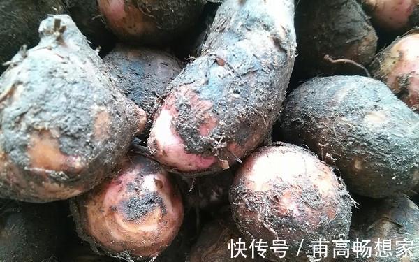 人体|有一种“碱性食物”，女性最适合吃，免疫力增加，掉发慢慢变少