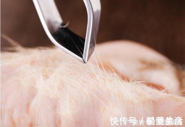 须刀|猪皮“去毛”原来如此简单，不用火烤不用手剃，干净又快速