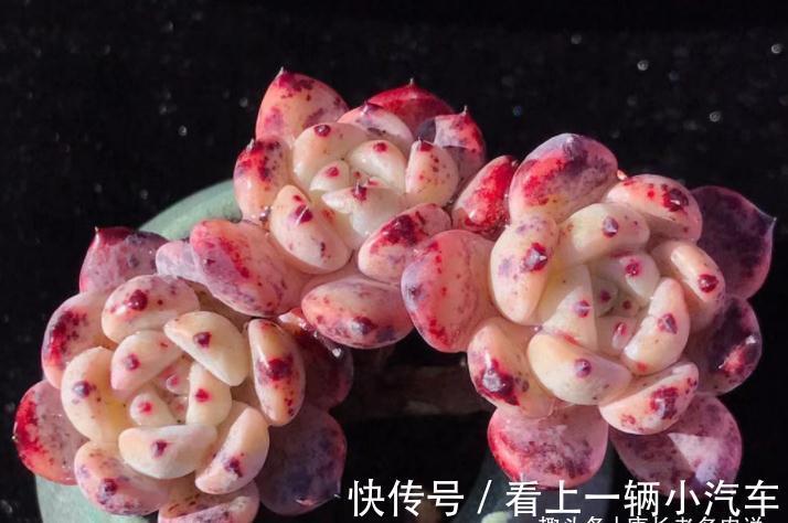 多肉雪爪比安特——小盆控养成胖墩,大盆放养会“炸毛”的品种