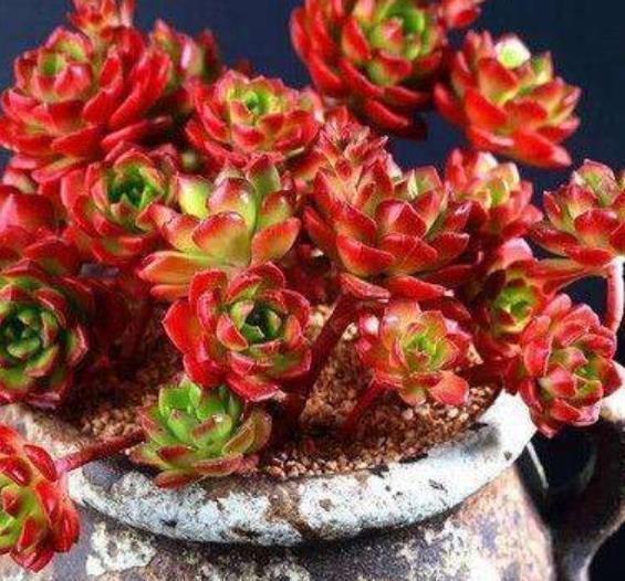 新手养不好多肉植物?多半是6件事做错了,来看看你中了几招?