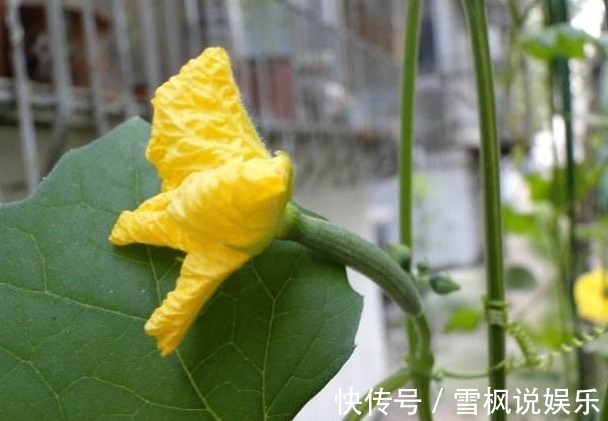 多喝|女人皮肤黑还长斑多喝“美人水”,美白淡斑,使皮肤洁白、细嫩