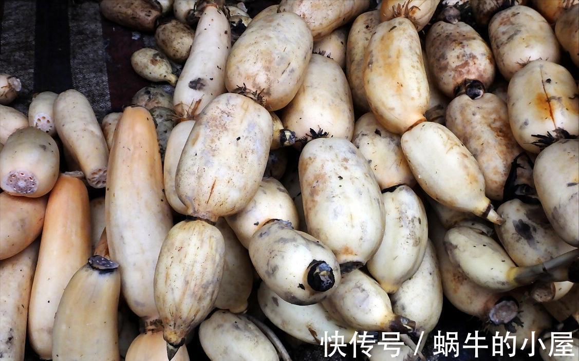 买莲藕时，挑“7孔藕”还是“9孔藕”？挖藕师傅：挑错口感差很多