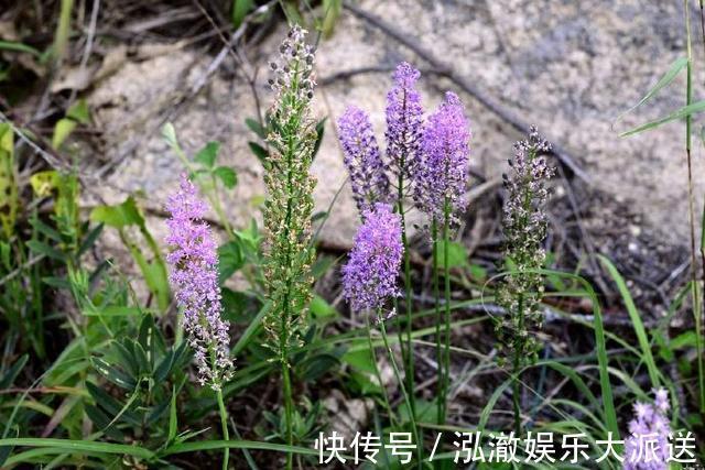 植物|这野草看着像大蒜,其实价值更高,野生的不多见,人称“绵枣”