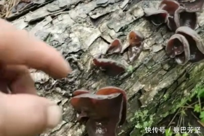 12种可食用野菜,怎么做都好吃,再不挖点尝尝,就要老了