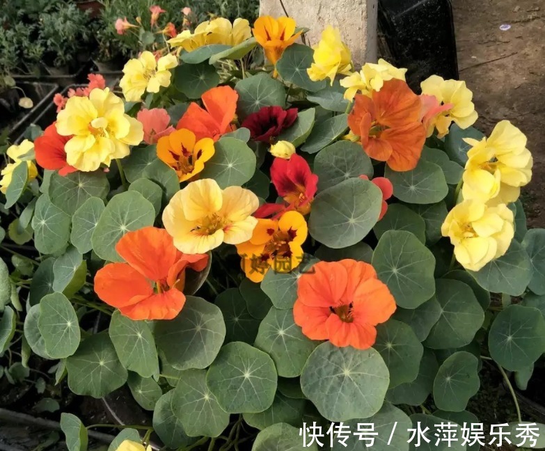 好看又好养的旱金莲,盆栽抓住这4个要点,花墙、花帘子全有了