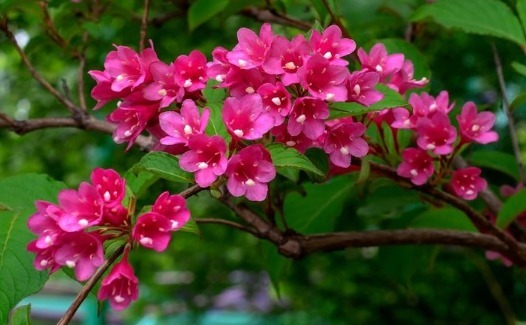 盆栽锦带花怎么养开花更多养护记住以下3点，锦带花越开越旺盛