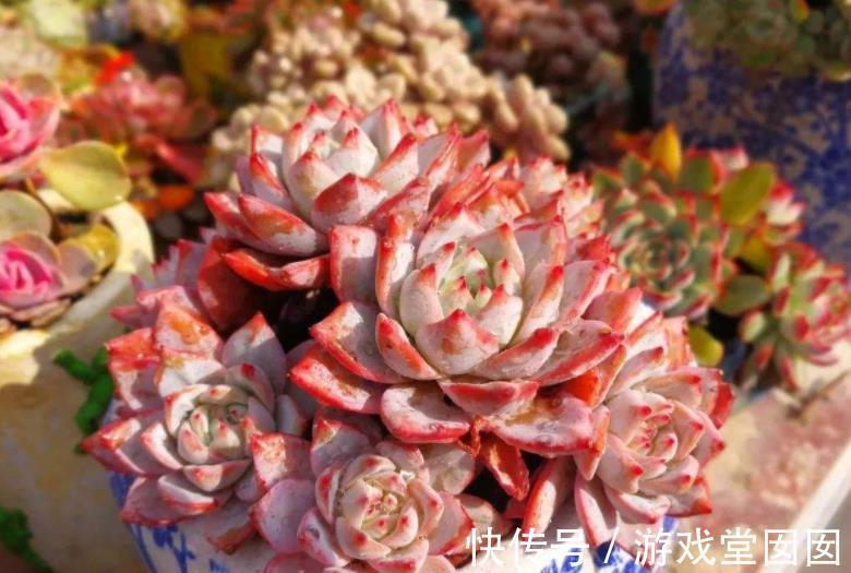 新手养多肉粉蓝鸟,牢记3个要点,不摊大饼穿裙子,叶片紧凑红润