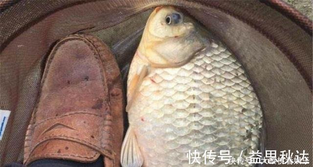 这东西常人难以接受，却是很不错的钓鱼饵料，钓鲫鱼鲤鱼效果绝佳