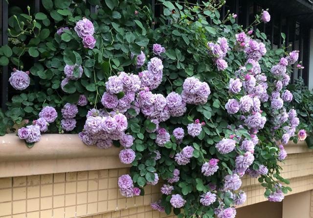 家里爬藤植物长不快，教你一招，爬藤飞快还不容易长虫