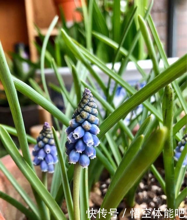 花一变这样,就是休眠了,赶紧换个地方养!花一变这样,就是休眠了,赶紧换个地方养!