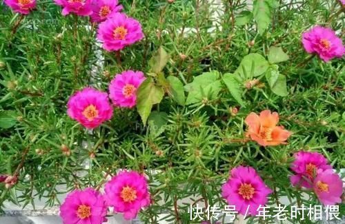 花卉|5种漂亮花,阳台养一盆,四季有花赏,新手也会养!