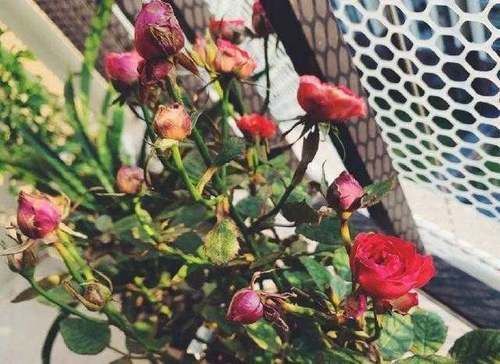 夏天浇花要注意，3种水扔了也别浇花，不然黄叶烂根，难过夏