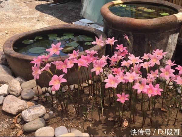 5种花美的出奇,惹人喜爱,全年开花不断,花开美观又大气