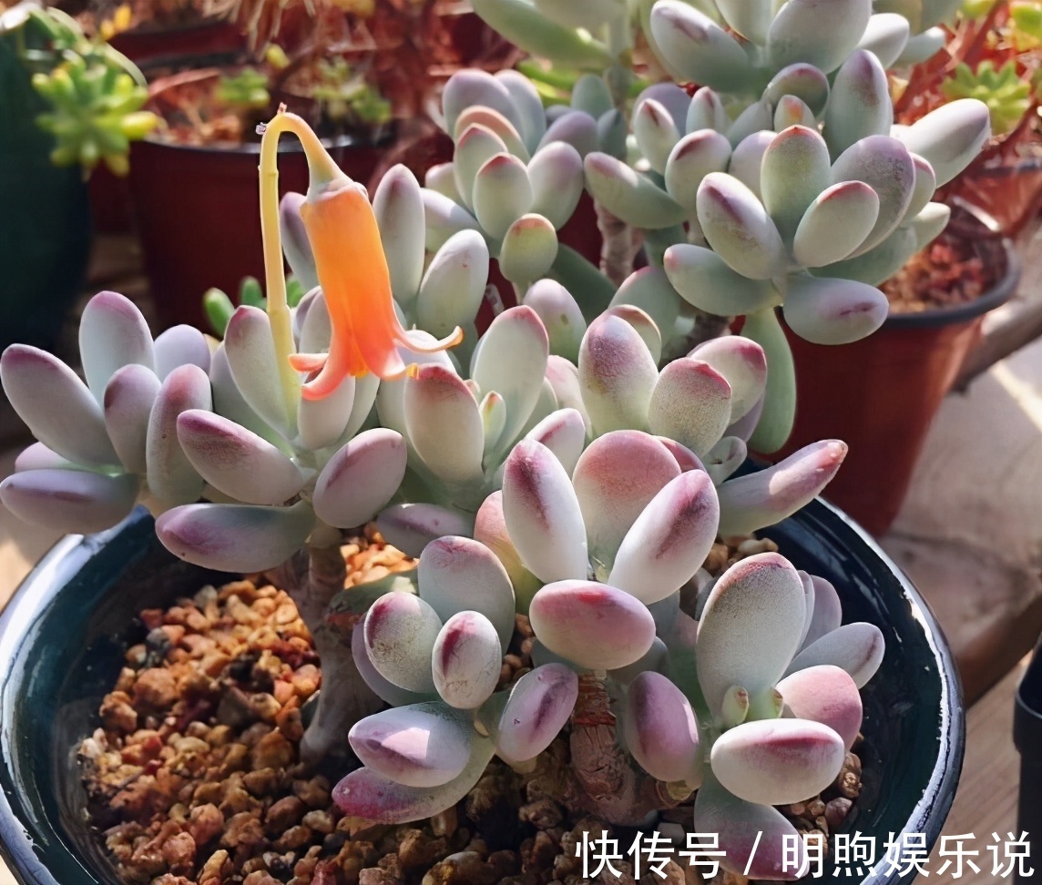 看到多肉叶子发蔫发软，经验丰富的老花匠一般不会急着浇水