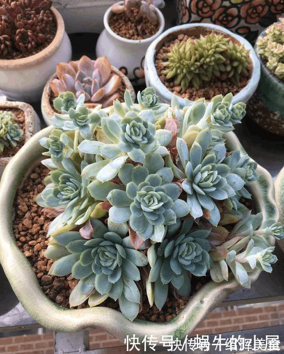 多肉没有高低贵贱,肉友的水平却有高低