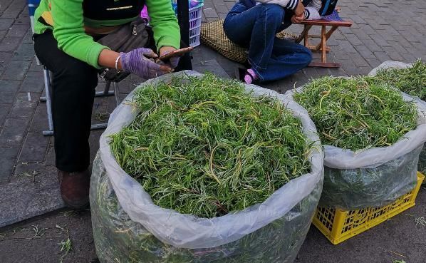 柳蒿芽|这种野菜北方嫌吃不够，但南方却拿去喂猪，网友：真可惜了