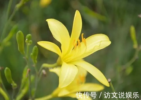 老大|在乡村处处可见的野菜,竟然是抗癌老大,没有几个人知道吧!