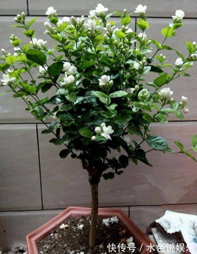 茉莉花|茉莉花的修剪时间特别重要，剪错了，植株开花少，很难再开爆