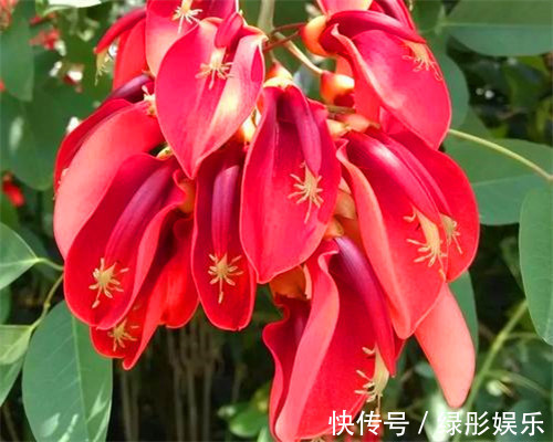 色彩斑斓的刺桐怎么养教你3个养护刺桐的小妙招,花开艳丽美观