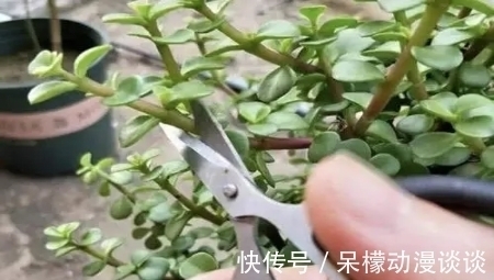 土壤|金枝玉叶如何养好？做好这关键几点，开出灿烂的花朵