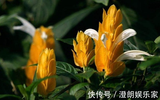 在家养一盆“金苞花”,养护只需记住3点,养出花色亮丽的金苞花