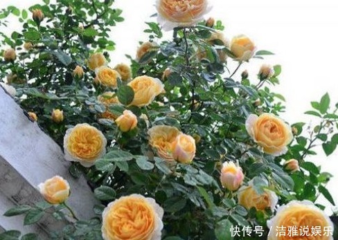 浓艳|新手养花,就养花中精品,花色浓艳,柔和温馨的花卉!