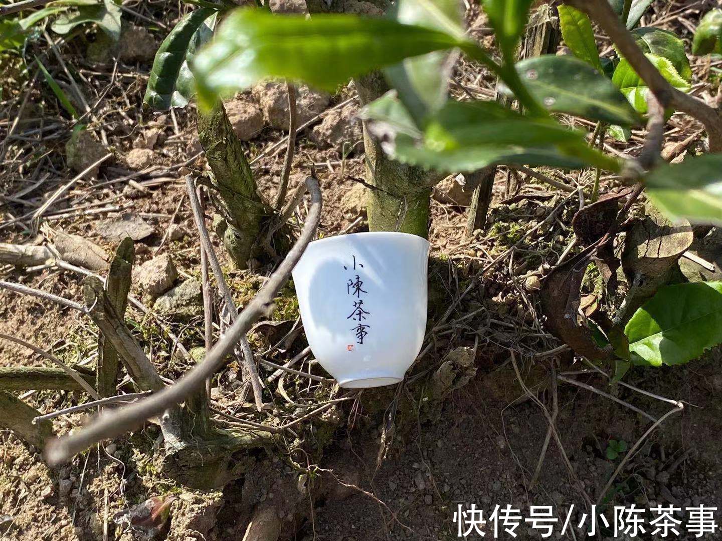 白毫银针|立春过后，雨水不远，2022年白茶什么时候才开采？这里有剧透哦