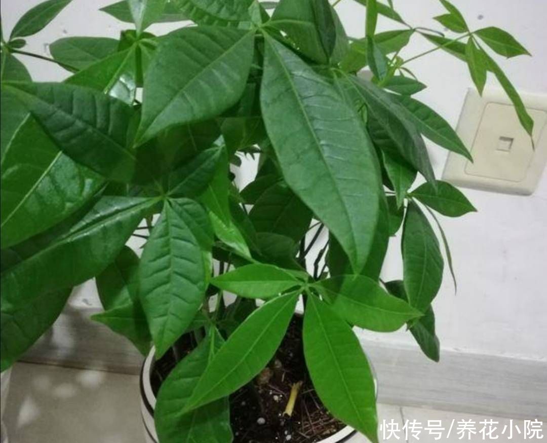 君子兰|6种花怕水涝，浇水太勤总也养不好，不是烂根就是黄叶