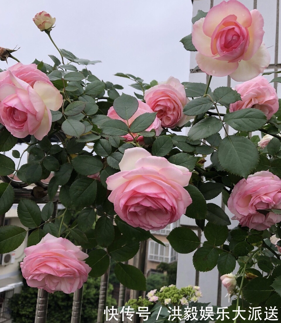 植株|想让月季开花多,记住5月做好“几件事”,花苞一茬又一茬