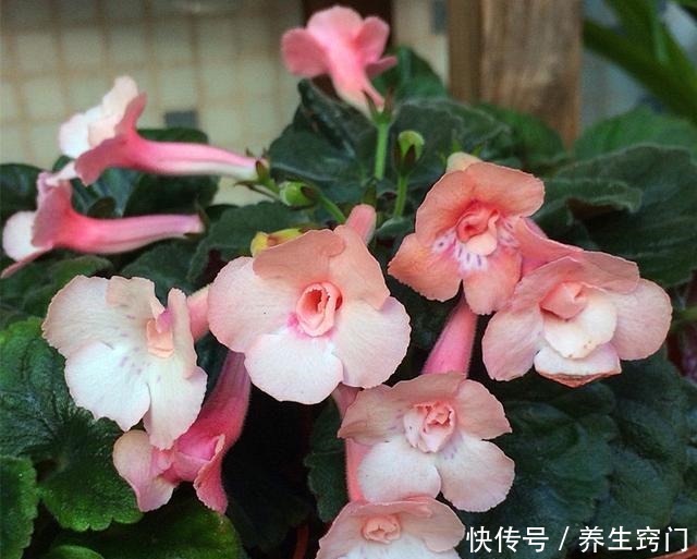 最省心的花——不占地盘,不争阳光,却花开不停!