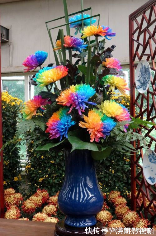 喜欢养菊,不如养盆“珍稀名菊”七彩菊花,似七色彩虹,美不胜收
