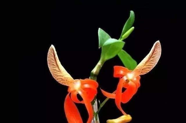 石斛兰|最全的兰花大鉴赏,看看你都见过几种兰花!