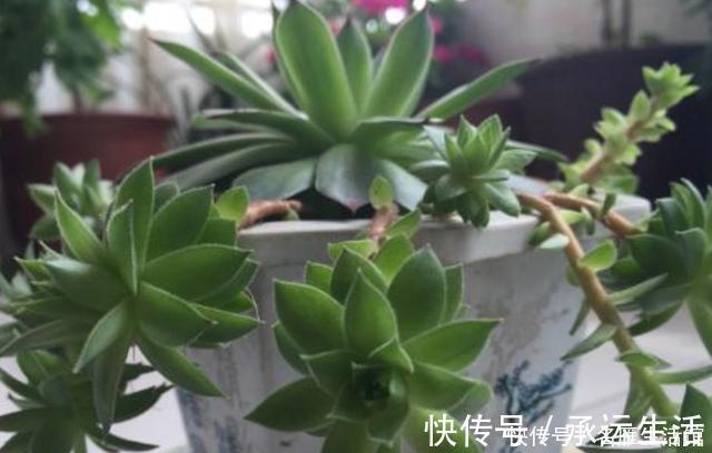 多肉花|多肉养1盆死1盆?记住这4条规则就能一个劲地长,又肥又漂亮
