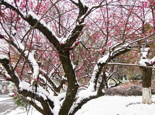 上堂开示颂@高僧写下的一首诗,每一句都是至理名言,屡屡被人引用