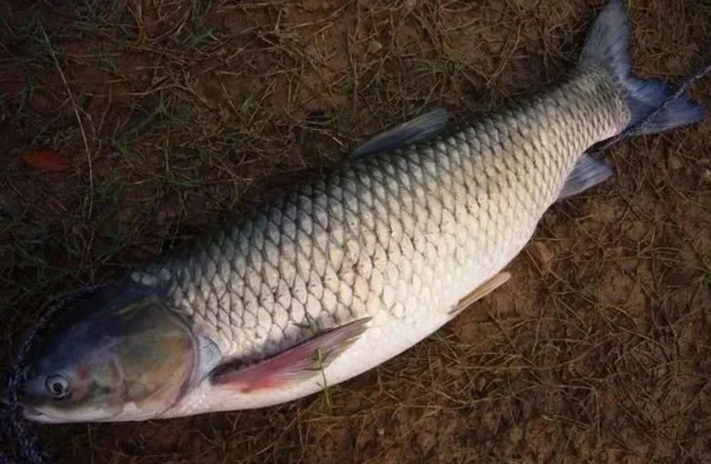 自制韭菜虾粉腥香饵料，野河里钓大草鱼竿竿必中！