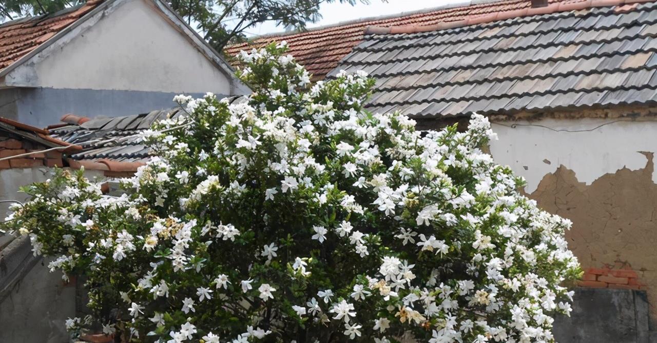 大太阳|夏天养花,就养“耐晒花”,越晒花越香,阳台变花海