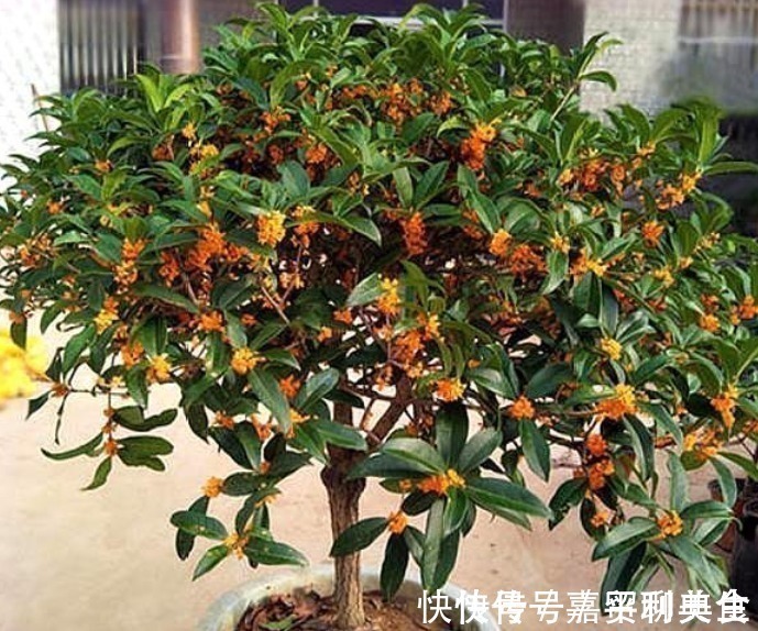 养桂花,就施“1种肥”,不仅“现在”开花多,来年花更多!
