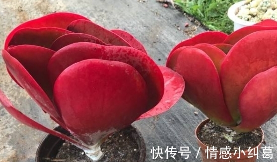 观音莲观音莲|网友推荐,最好养的多肉,你觉得靠谱吗