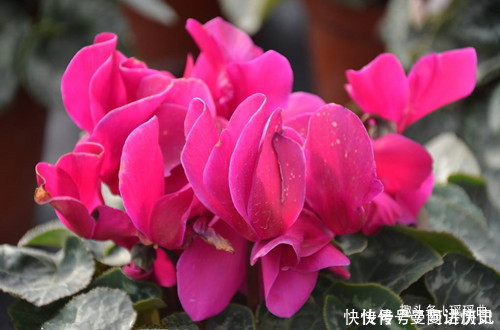 此花是奥运会吉祥物,娇艳夺目,烂漫多姿,被日本人称为爱之圣花