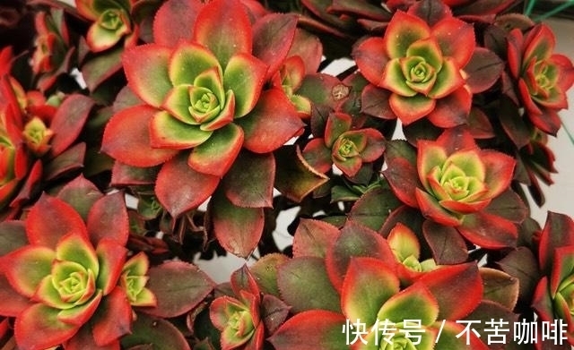 阳台上的多肉都变美了,尤其是艳日辉,色彩绚丽惹人爱