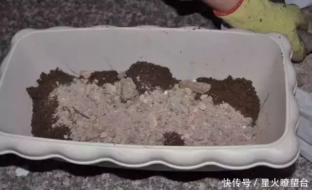 养花盆土板结,一点这玩意扔盆里,盆土肥沃透气,花长得可快了
