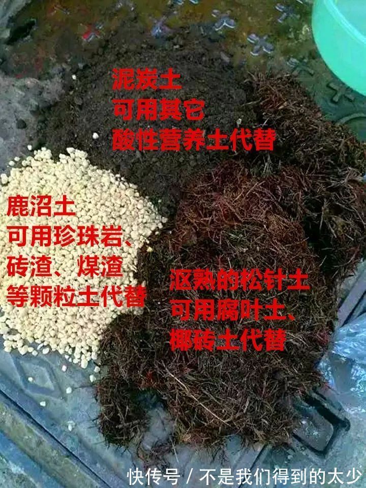 养花技巧最难养的花，买多少死多少，想想就生气！